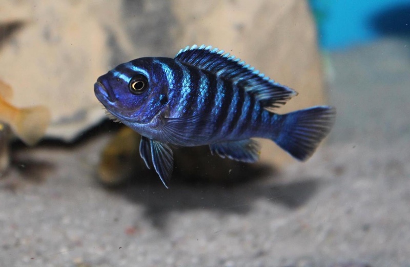 Maylandia sp. 'dolphin' Manda